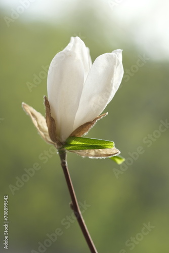 One white magnolia flower is half bloomed.