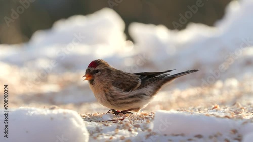 bird common redpoll on ground feeding sunny winter scene natural world norway photo