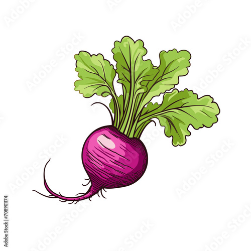 Fresh red radish and green leaves, vegetable vector isolated on white background 