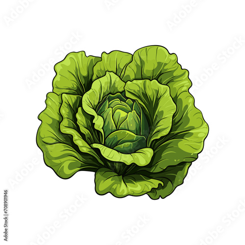 cabbage isolated on white background