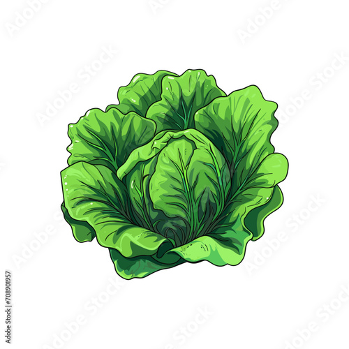 cabbage isolated on white background