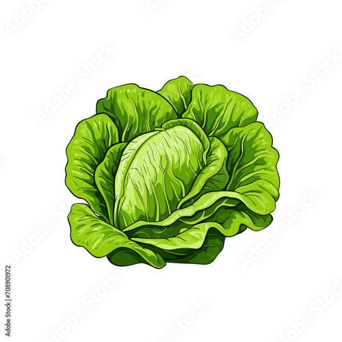 cabbage isolated on white background