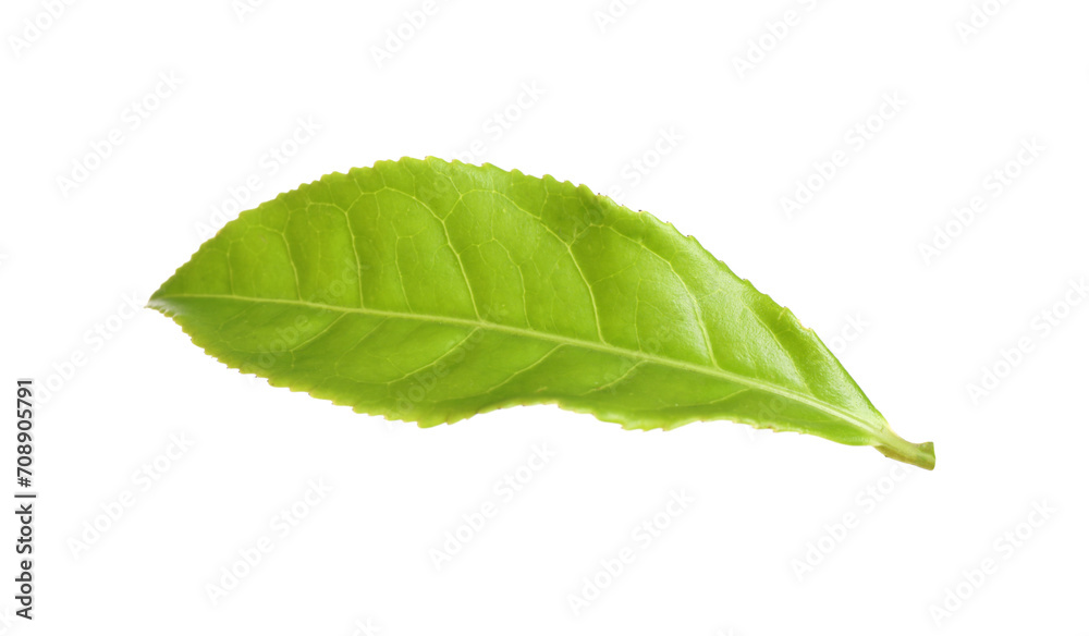Fototapeta premium Fresh green tea leaf isolated on white