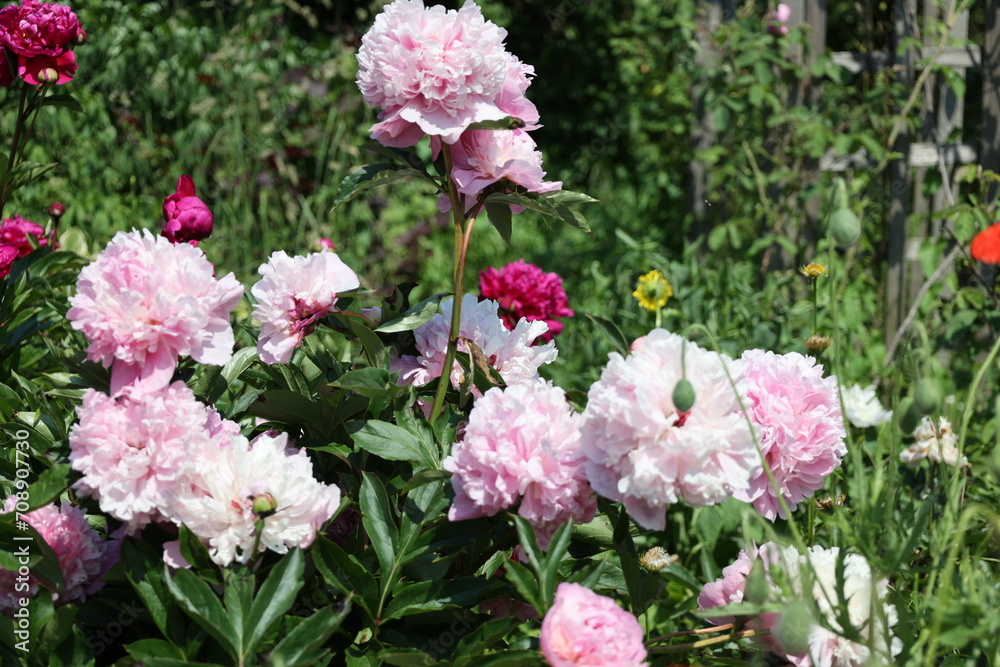 beautiful landscapes of the spring garden - flowers, greens beautiful landscapes of the spring garden - flowers, greens