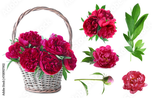 Fototapeta Naklejka Na Ścianę i Meble -  Beautiful red peonies with green leaves isolated on white, collection