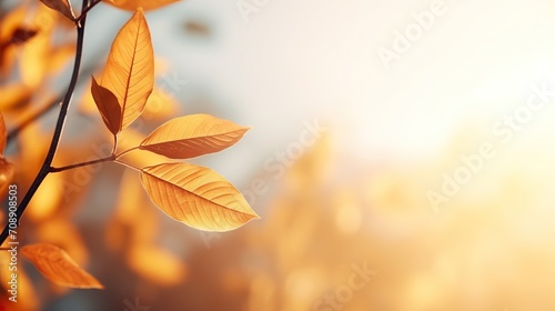 autumn leaves background