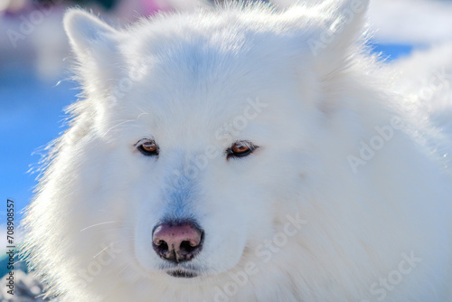 face of a samoyede dog © Wolfgang