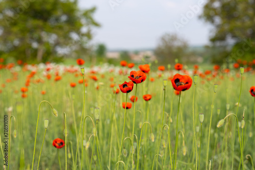 beautiful poppies on the meadow