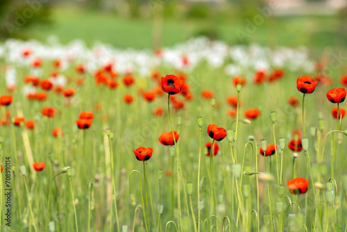 beautiful poppies on the meadow
