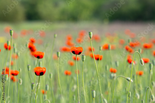 beautiful poppies on the meadow