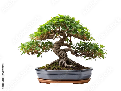 beautiful bonsai isolated on transparent background