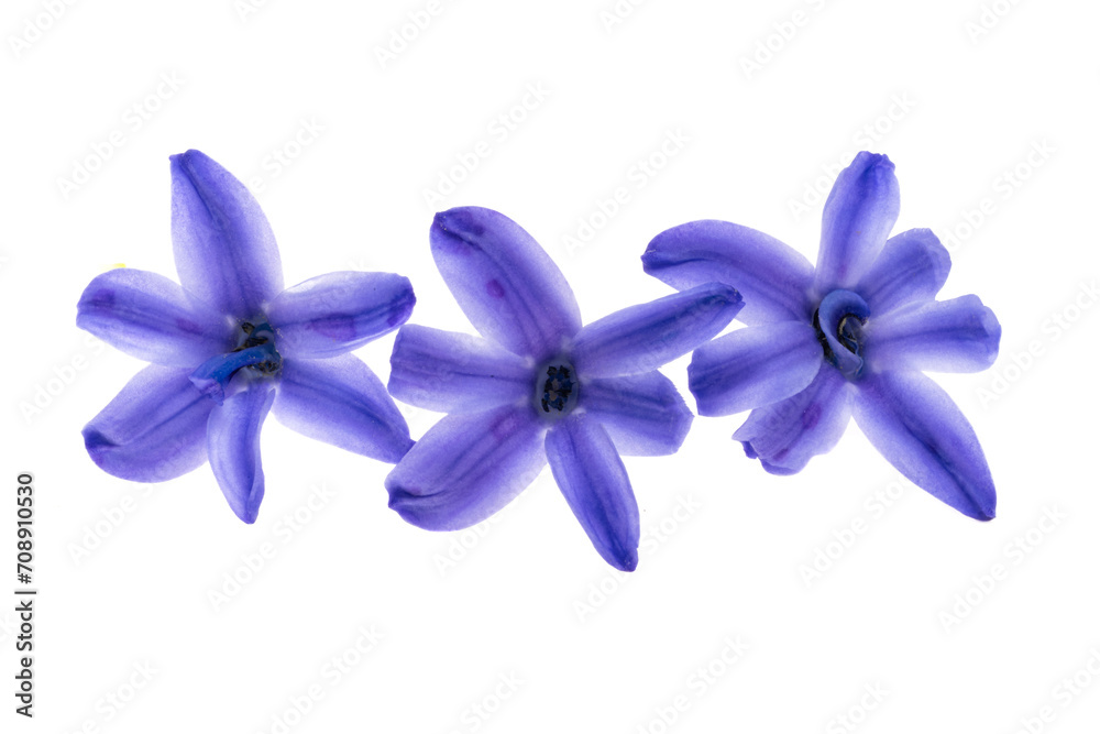 hyacinth flower isolated hyacinth flower isolated