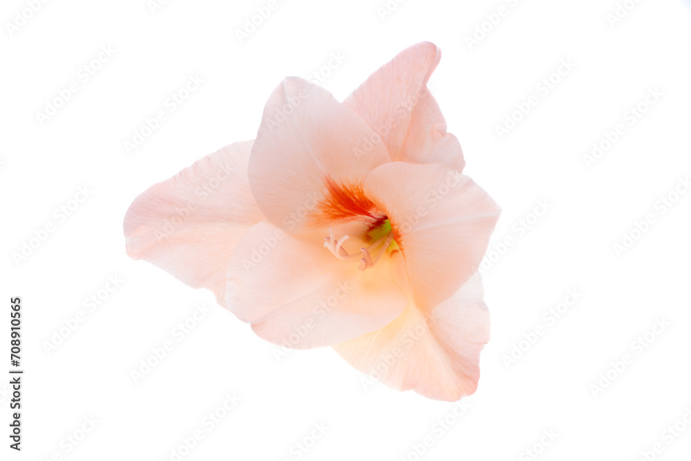 gladiolus flowers isolated