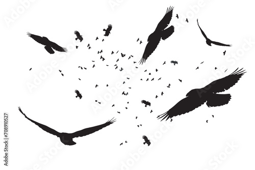 Flock of crows flying naturally. Vector birds. White background.  photo