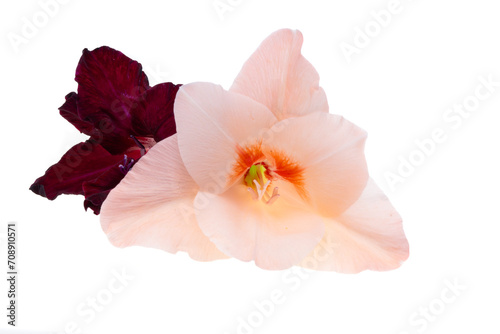 gladiolus flowers isolated