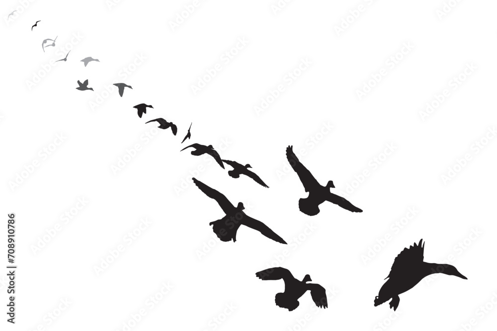 A flock of ducks approaching and landing. Vector birds. White background. 