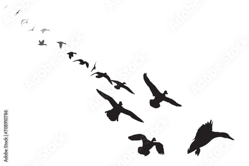 A flock of ducks approaching and landing. Vector birds. White background.  © serkanmutan