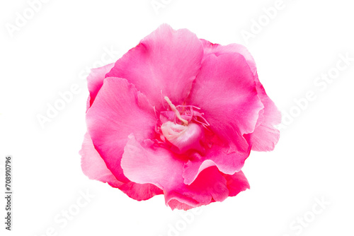 pink oleander isolated