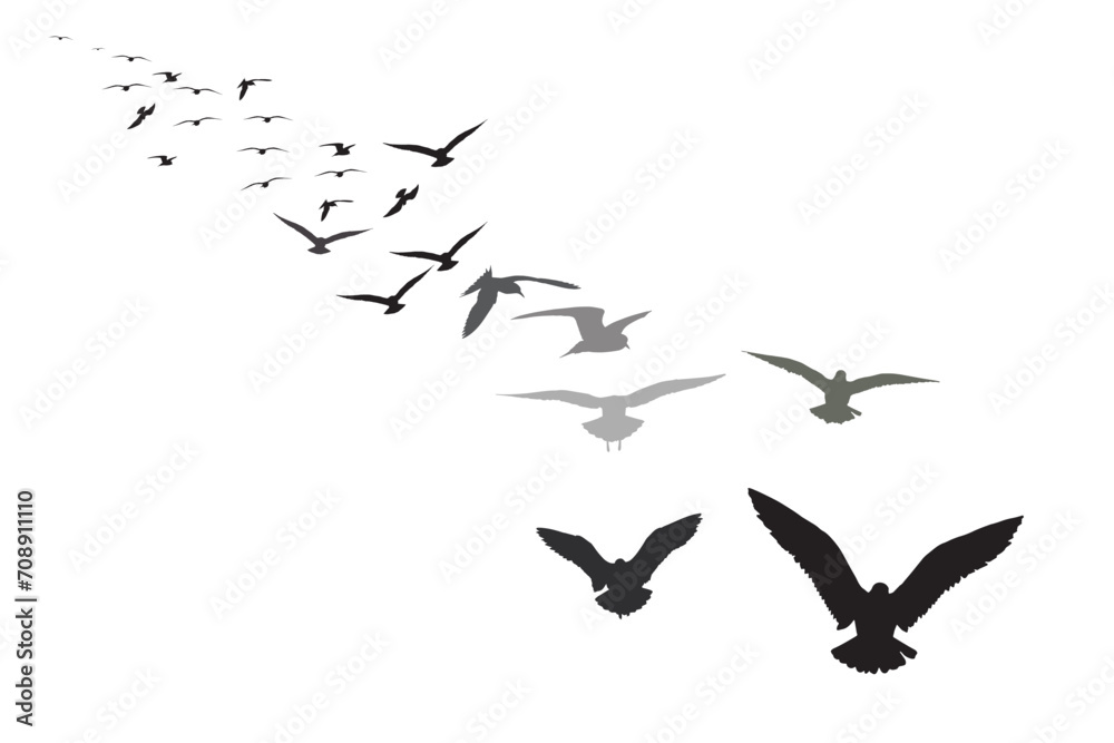 Fototapeta premium Flying birds with their approaching view. Vector birds. White background.
