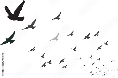 Flying birds with their approaching view. Vector birds. White background.  © serkanmutan