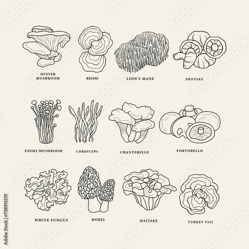 Collection of line art edible mushrooms