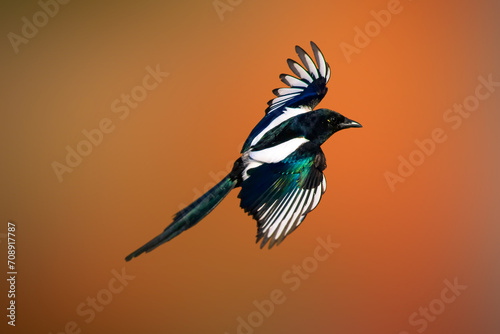 Flying bird. Eurasian Magpie. Pica pica. Nature background. 