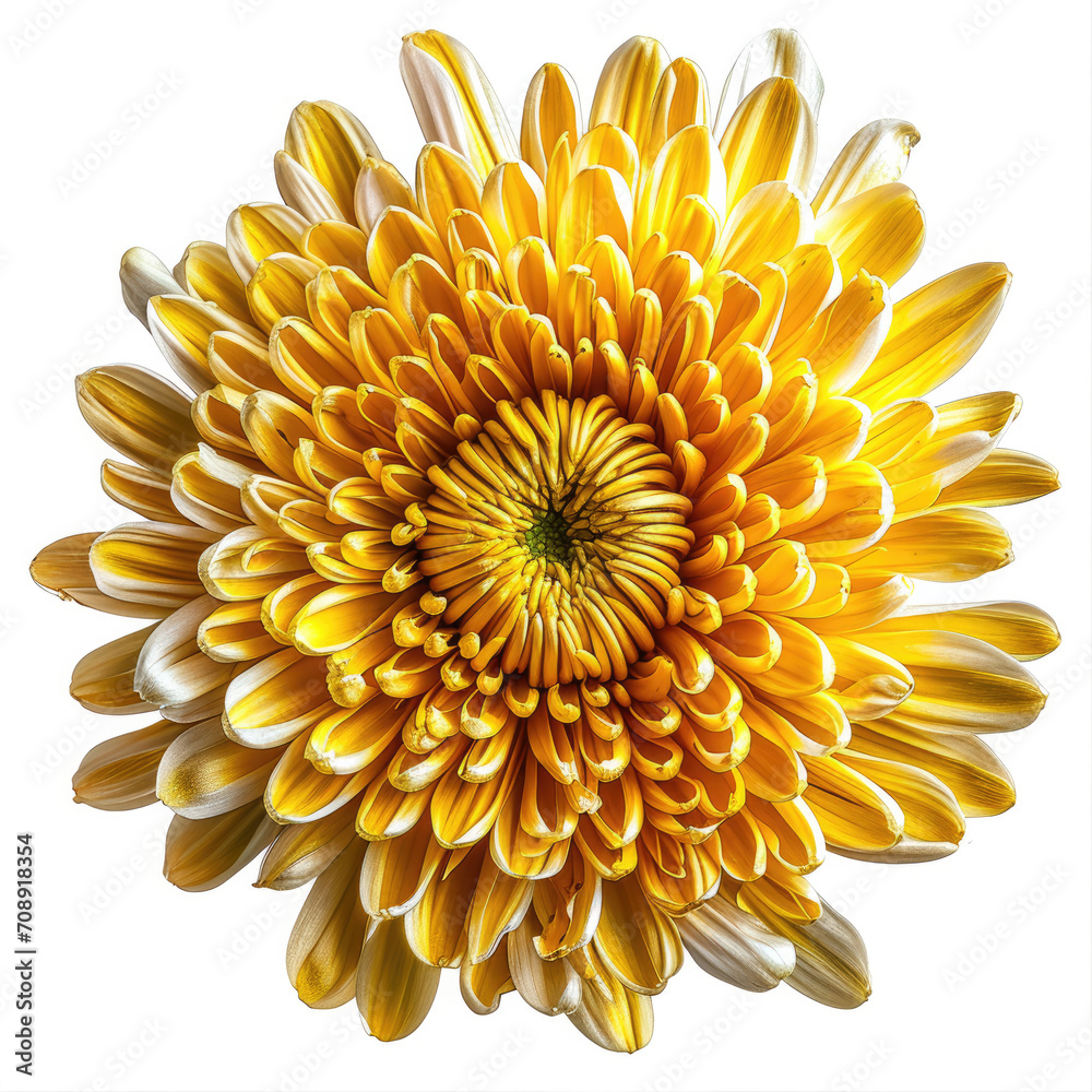chrysanthemum flower on white background, chrysanthemum flower on white background,