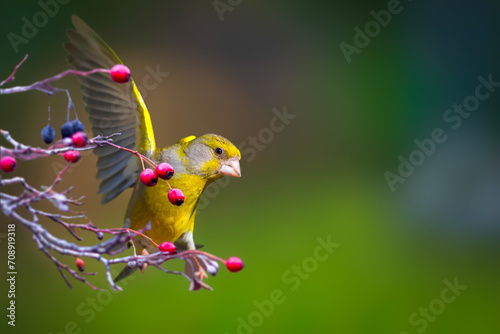 Photos One of nature's cute birds