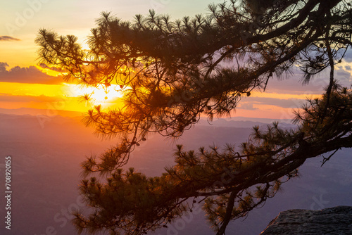 Silhouette of pine tree and sunset at the top of mountain