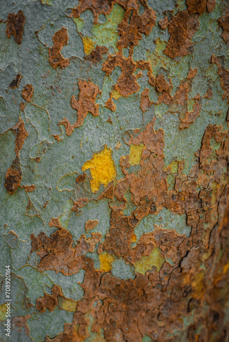 Beautiful background texture of American sycamore tree, western sycamore tree bark in Milan, Italy. © Andrew
