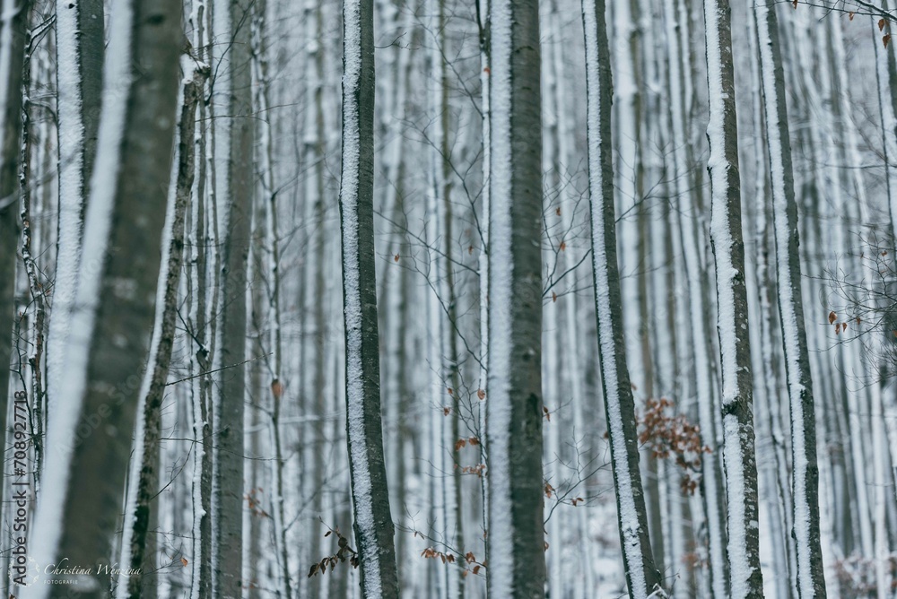 Obraz premium Winter