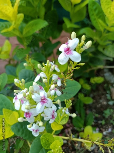Japanese jasmine or pseuderanthemum reticulatum flowers are often found in kerala 