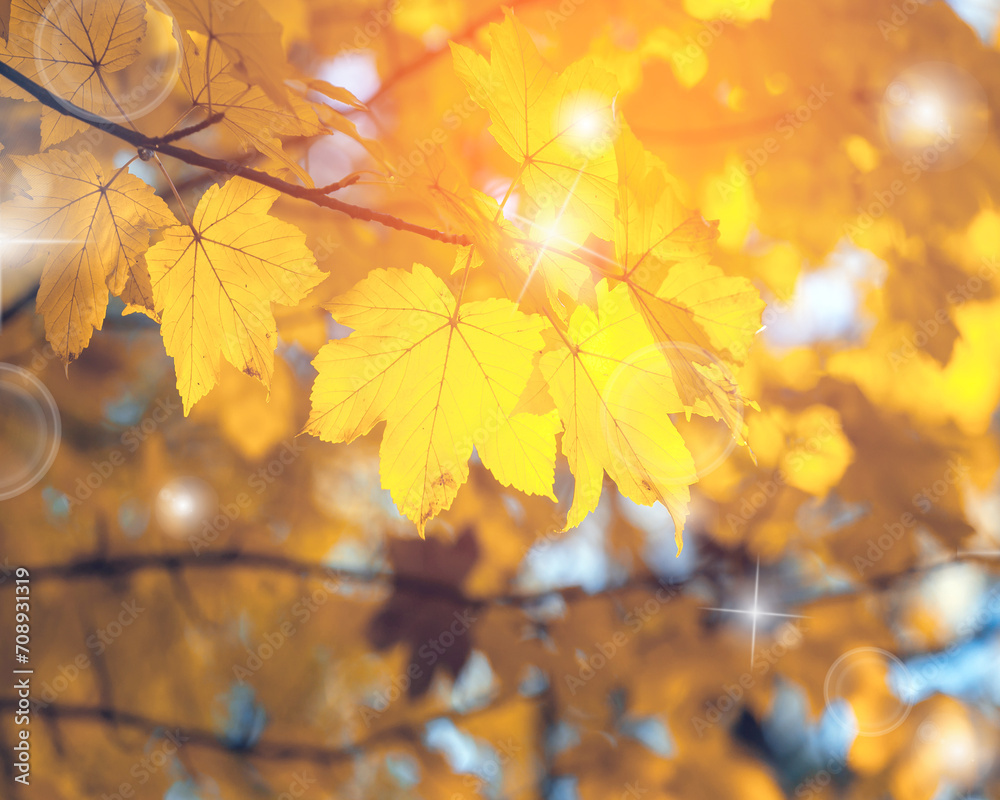 Leaves with yellow autumn colours; background or texture; Leaves with yellow autumn colours; background or texture;