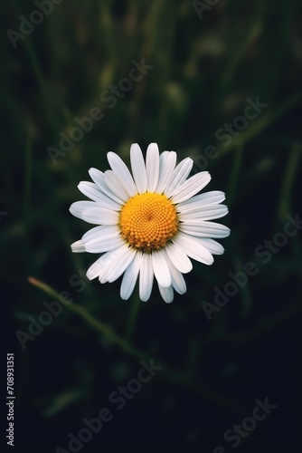 Beautiful white daisy nestled in the lush green grass, a serene and natural composition that captures the essence of simplicity and tranquility
