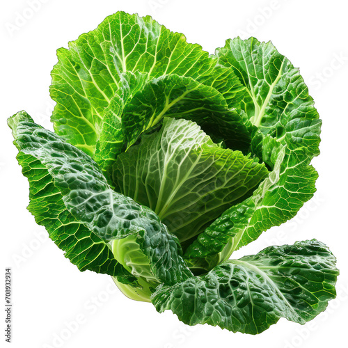 Cabbage Leaf Isolated on Transparent or White Background, PNG