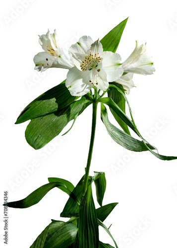 White Alstroemeria flower on white background photo