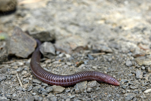 Turkish worm lizard // Türkische Netzwühle  (Blanus strauchi) - Dadia, Turkey