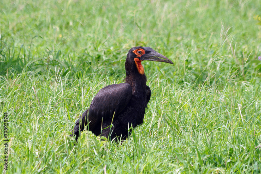 Obraz premium Grand Calao dans le parc national de Tarangire en Tanzanie