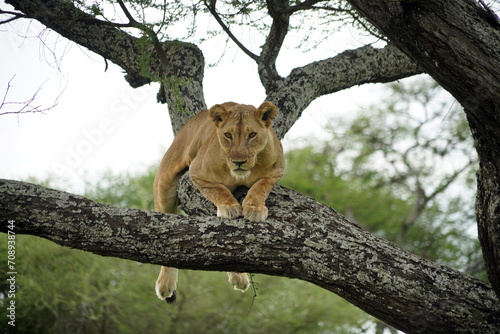 Cuadro en lienzo Lionnes perchées, dans le Parc national de Tarangire, en Tanzanie