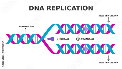 DNA replication. Biological process of producing two identical replicas of DNA from one original DNA molecule. Simplified diagram. Helicase and DNA polymerase enzyme function. Vector illustration. 