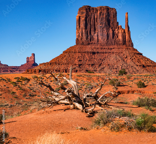 Monument valley landscape, Utah, USA, clear blue sky and long shadows. West mitten. Dead dry tree branches, low green shrubs. photo