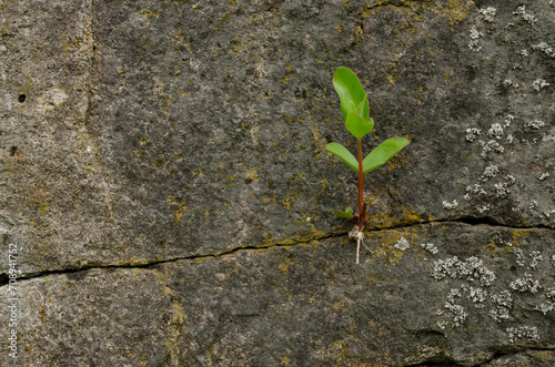 Little green plant breaks through dry stones in a foggy autumn day, macro, close-up. Power of nature. a small plant breaks stones.
