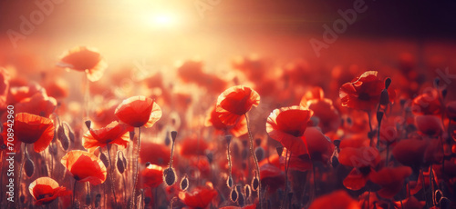 Banner poppies at sunset, poppy field