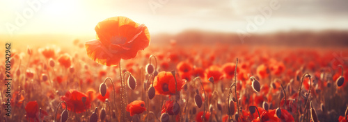 Banner poppies at sunset, poppy field photo