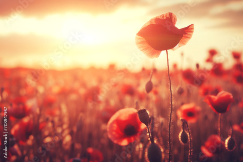 Banner poppies at sunset, poppy field © Екатерина Переславце