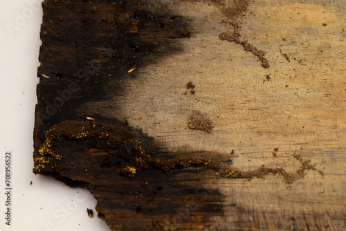 texture of wooden planks eaten by termites and rotting. photo
