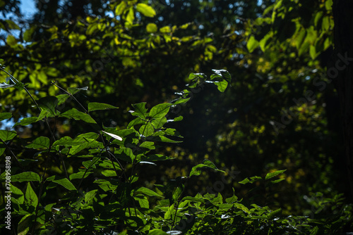 Tree branches with green leaves.