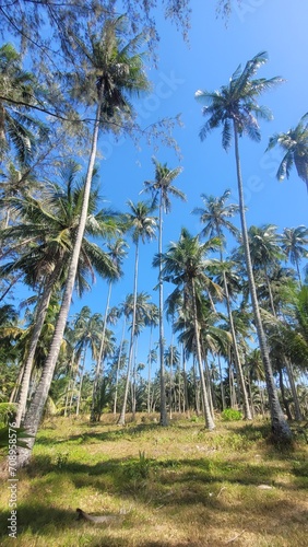 Palm trees in Thailand