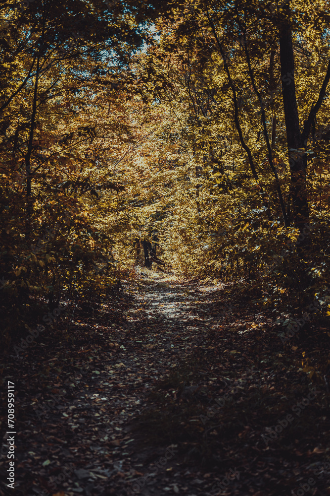 Fototapeta premium A path going through a forest tunnel. Hiking. Mysterious forest.