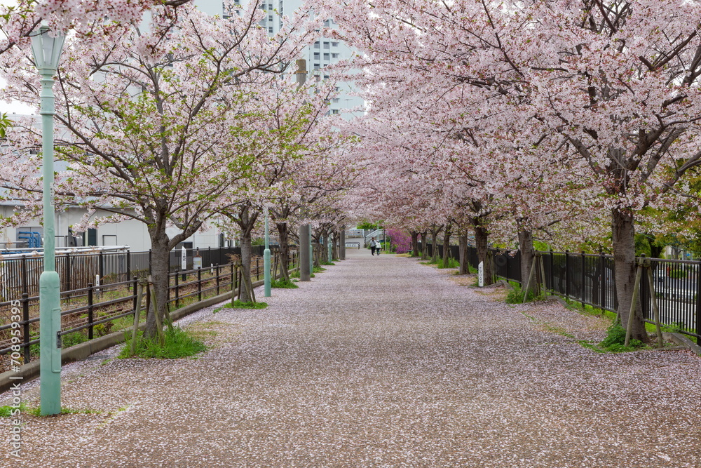 桜の花びらが散った遊歩道　神戸市中央区の旧貨物線跡の遊歩道